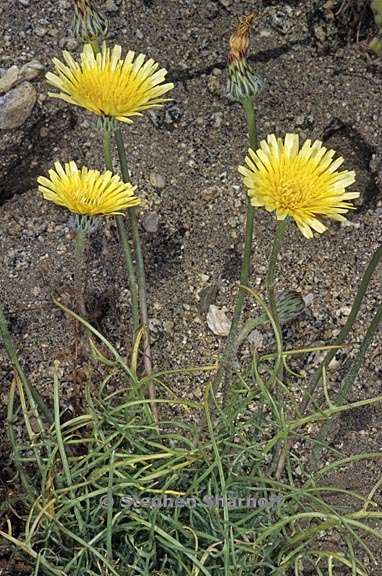 malacothrix californica 1 graphic